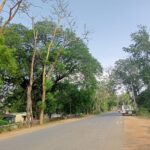 Singrauli News सूखा पेड़, बड़ा खतरा बरगवां रोड में तहसील कार्यालय के सामने खड़े पेड़ के गिरने से कभी भी हो सकता है बड़ा हादसा