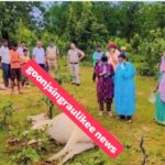 Singrauli News पुरैल जंगल में छह गौवंशों की संदिग्ध मौत महुआ व आटे में यूरिया मिलाकर खिलाने का आरोप, पुलिस ने की कार्यवाही