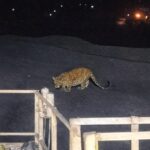 Singrauli News हिंडालको महान बरगवां में चीते की दहशत, एक हफ्ते से मजदूर सदमे में बरगवां